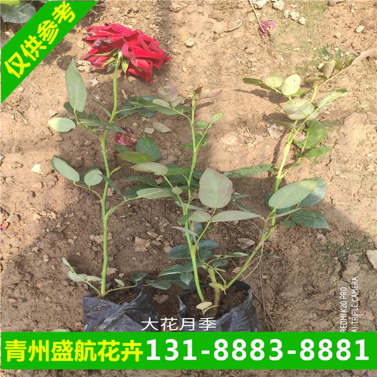 村庄绿化品种大花月季很合适
