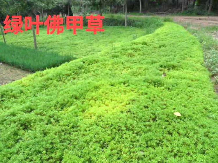 黄金条佛甲草现货直供【天一花卉】常年供应黄金条花海用苗