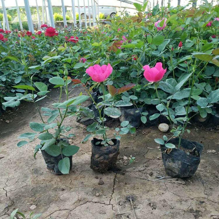 绿化工程苗木选择大花品种月季