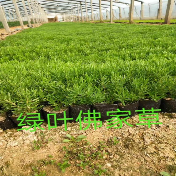 黄金条佛甲草自家苗圃直供   黄金条报价欢迎致电天一花卉