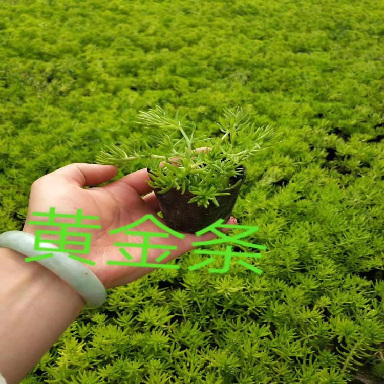 黄金条佛甲草种植基地佛甲草批发供应商【天一花卉】