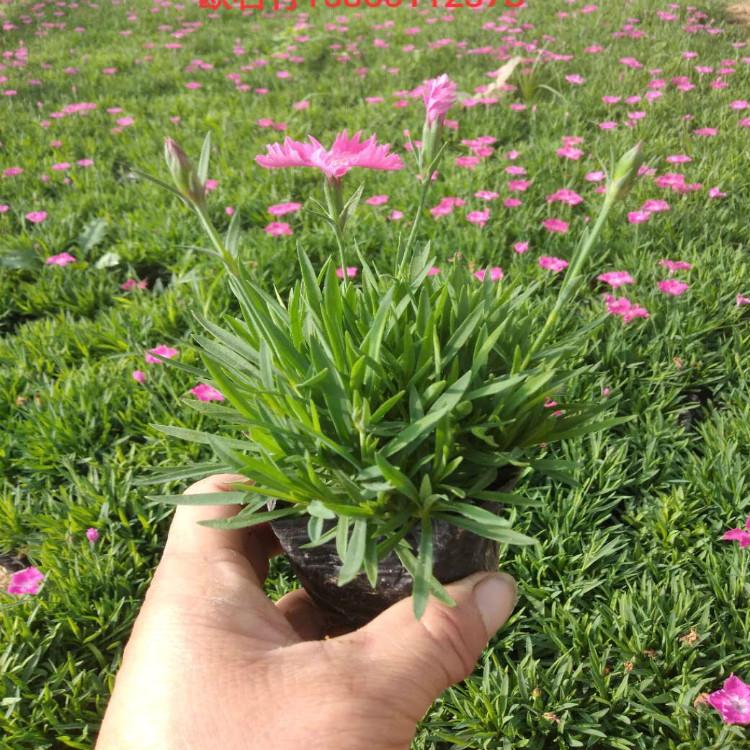 欧石竹培育基地   欧石竹花海用苗   天一欧石竹种植批发商