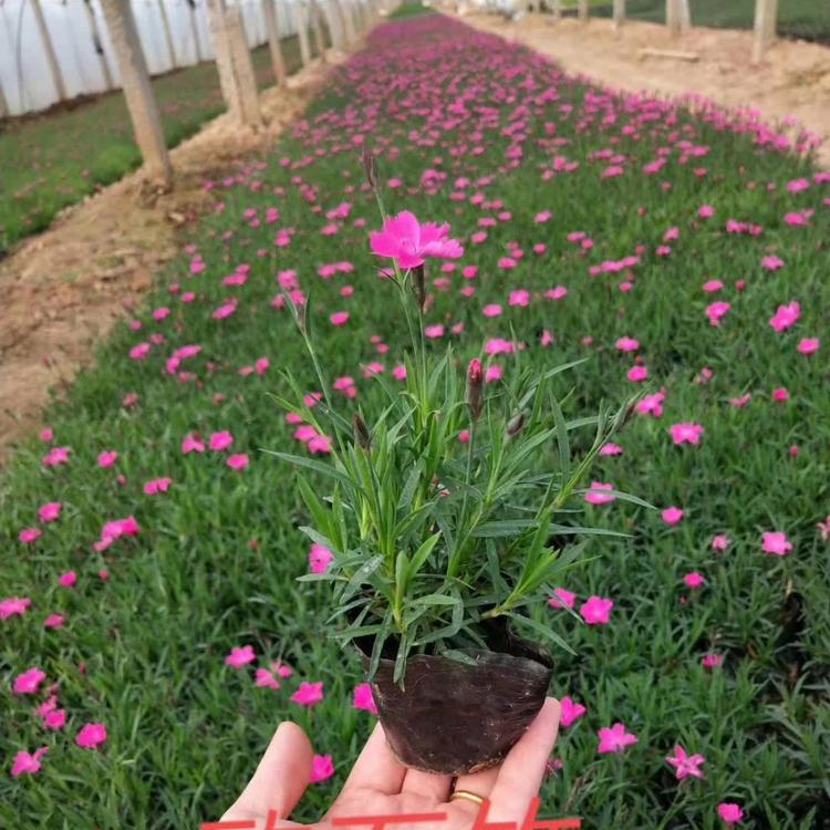 欧石竹批发 营养杯苗双色盆苗   欧石竹种植供应来【天一花会】