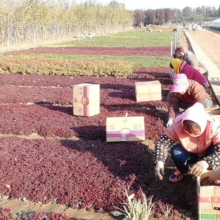 红叶景天诚信商家供货  保质保量   红景天种植批发基地