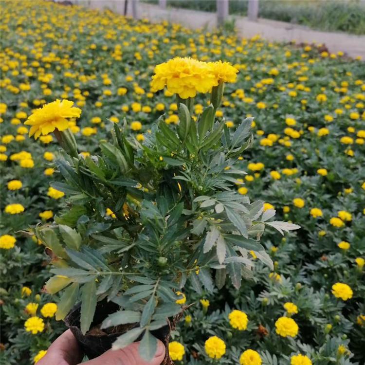 欧润 孔雀草现货 孔雀草种植培育基地