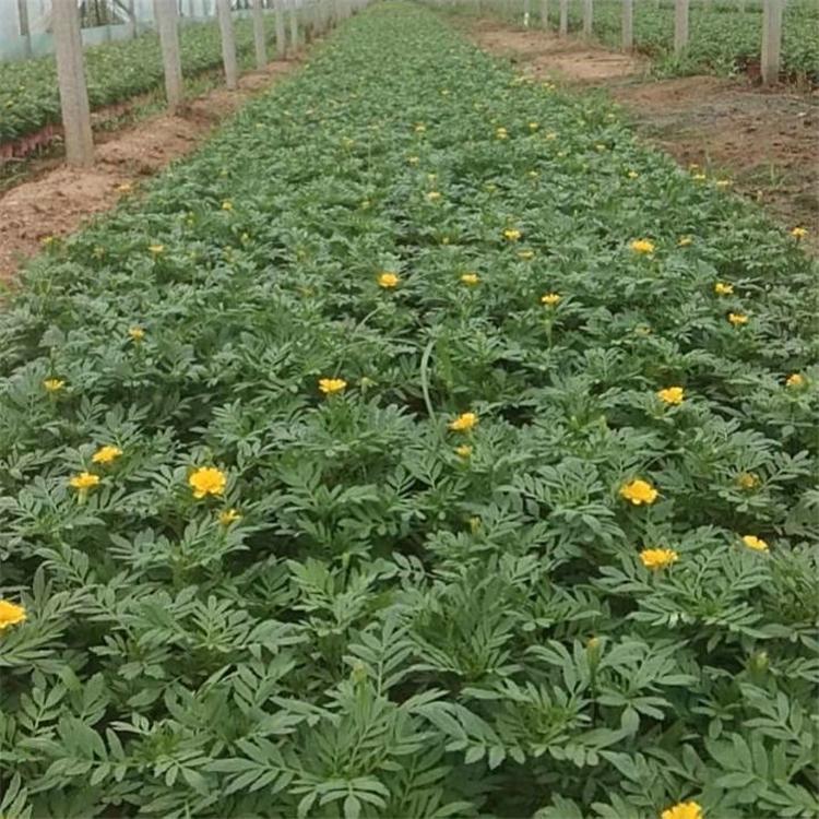 欧润 供应孔雀草 孔雀草苗圃直销