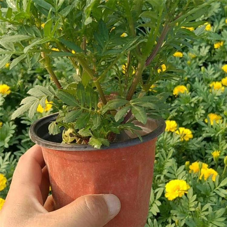 欧润 观赏孔雀草 孔雀草直供 黄色孔雀草苗