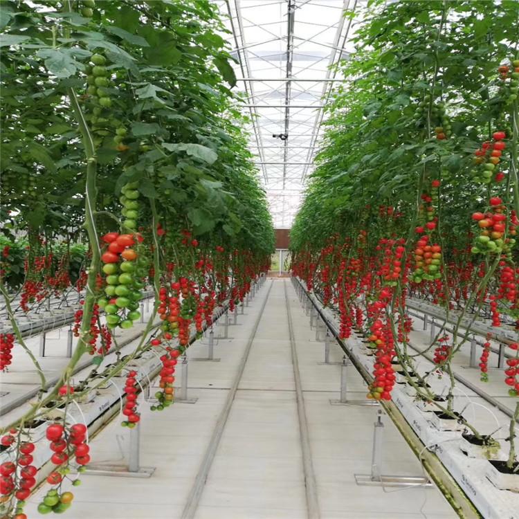 来电咨询荷兰模式种植系统 营养栽培系统 无土栽培 欢迎洽谈