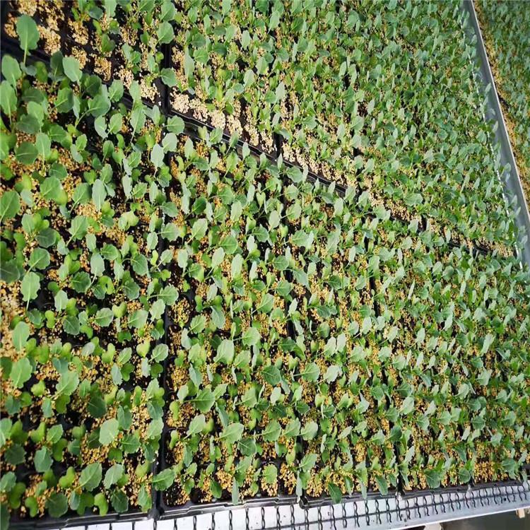 来电咨询基质土 水培营养基质 营养液 植物生长用基质 全国发货