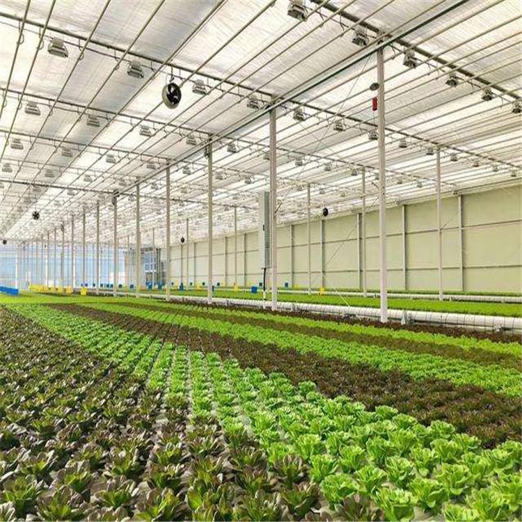 来电咨询深液流叶菜种植系统 营养均衡 叶菜种植系统 无土栽培 信誉至上