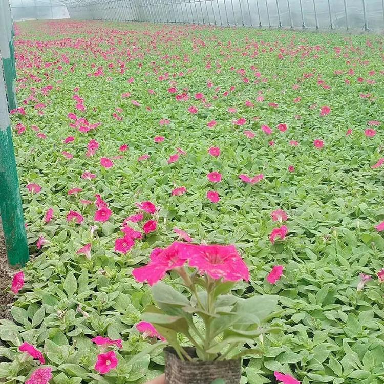 基地直供矮牵牛 矮牵牛杯苗 质优价廉