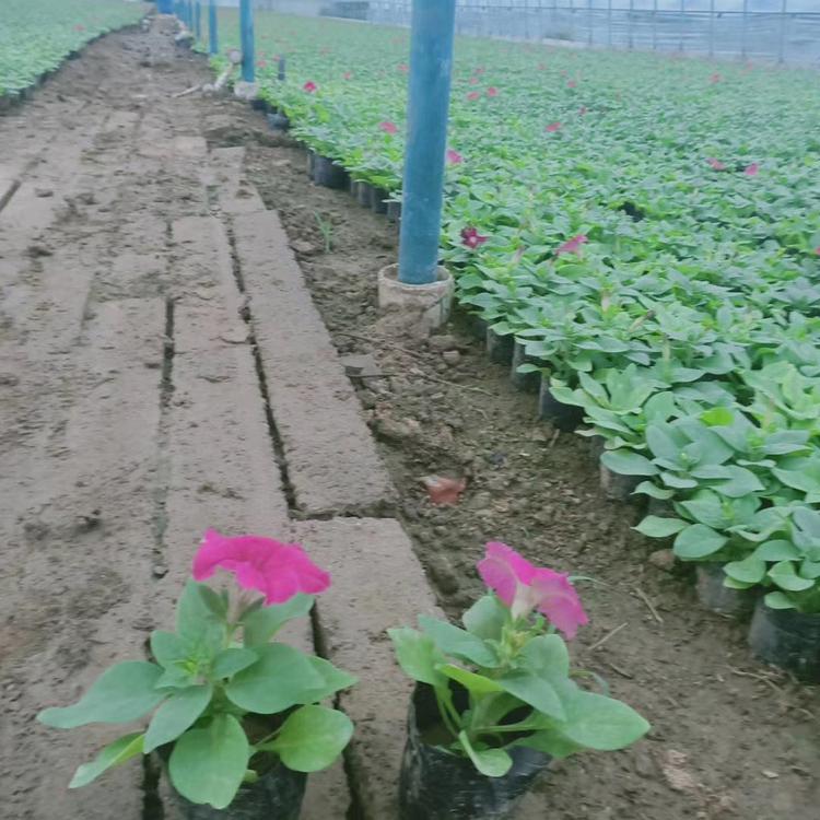 山东矮牵牛 矮牵牛花苗 量大从优
