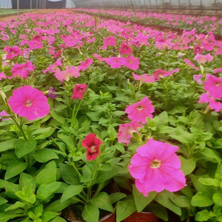 长期供应矮牵牛 矮牵牛花苗 量大优惠