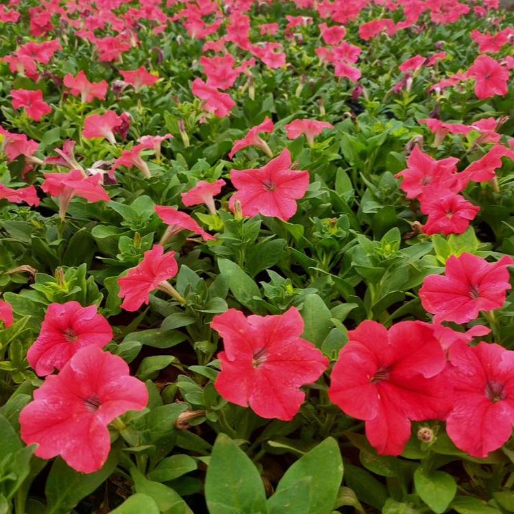 长期供应矮牵牛 矮牵牛杯苗 青泰花卉