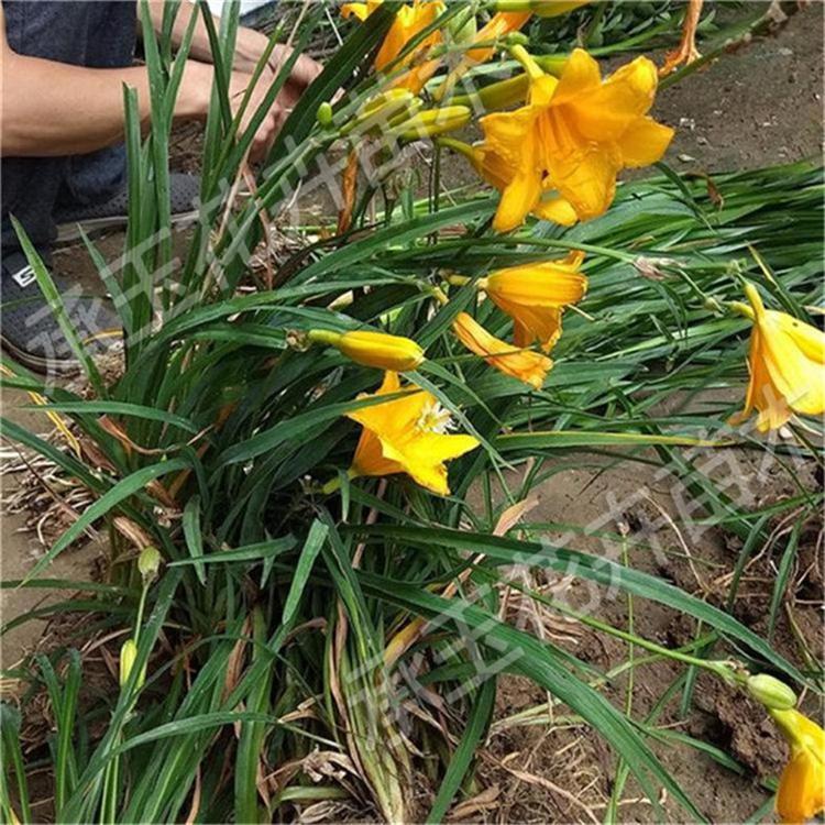 大花萱草基地直销 萱草花地被植物