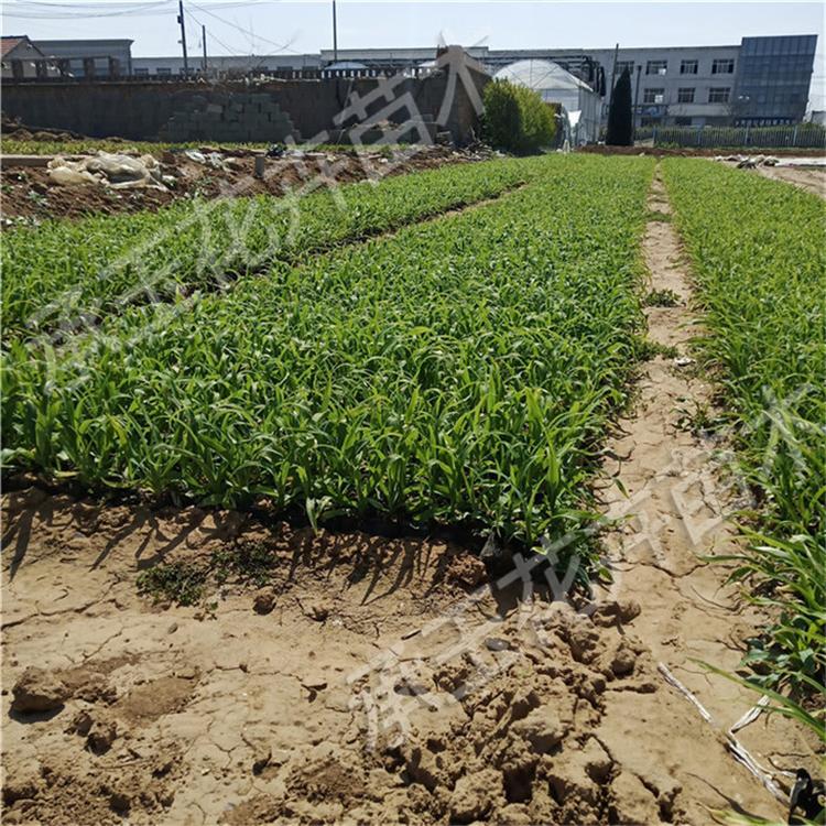大花萱草幼苗 萱草花市政用苗