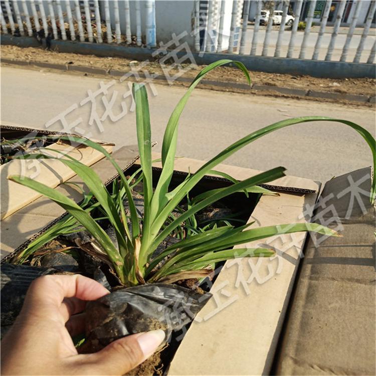 大花萱草花卉基地 萱草花网红花海