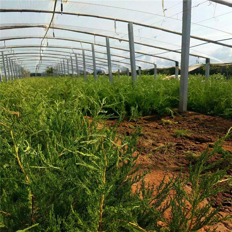 工程专用小龙柏价格  小苗种植基地  华硕花卉苗木