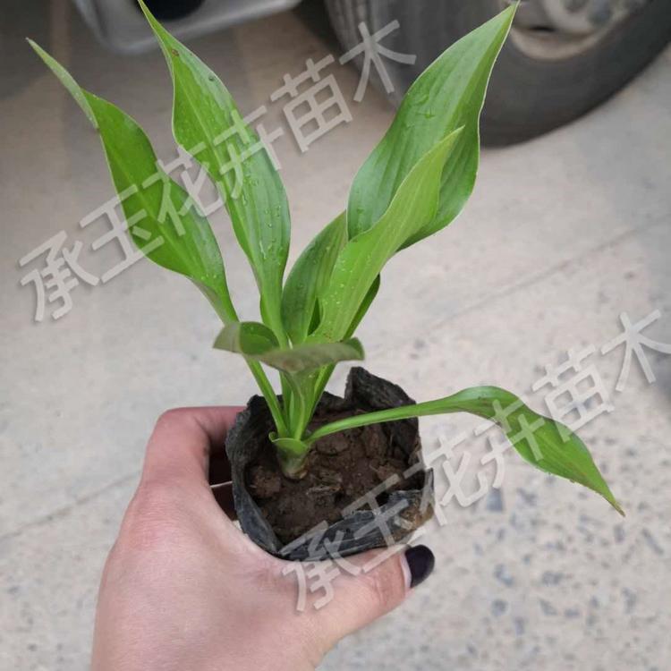 玉簪现货供应 玉簪多年生花卉