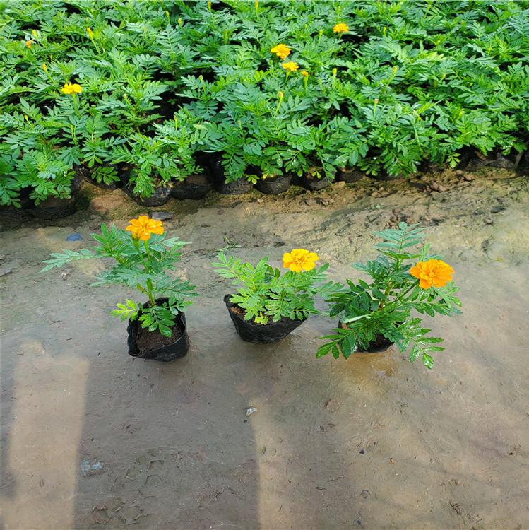 红 黄精品孔雀草大量出售  小苗种植基批发报价