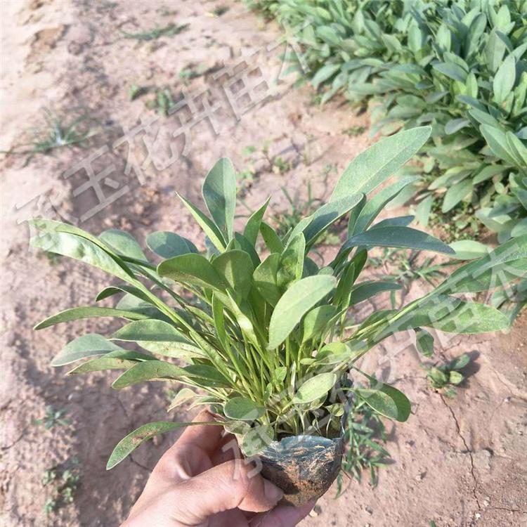 金鸡菊常年批发 金鸡菊观赏草