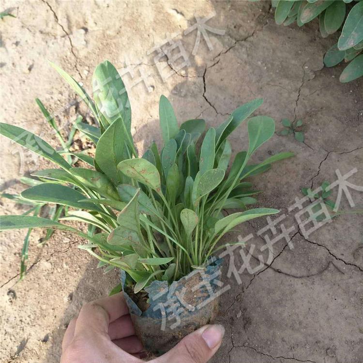 金鸡菊种苗 金鸡菊野花组合