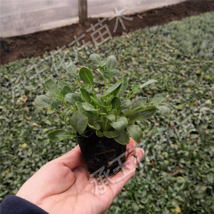 金鸡菊杯苗 金鸡菊花海草花