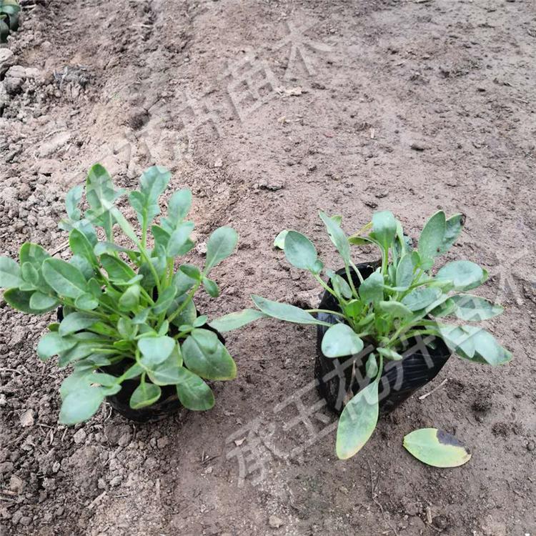 金鸡菊厂家直销 金鸡菊耐寒花卉