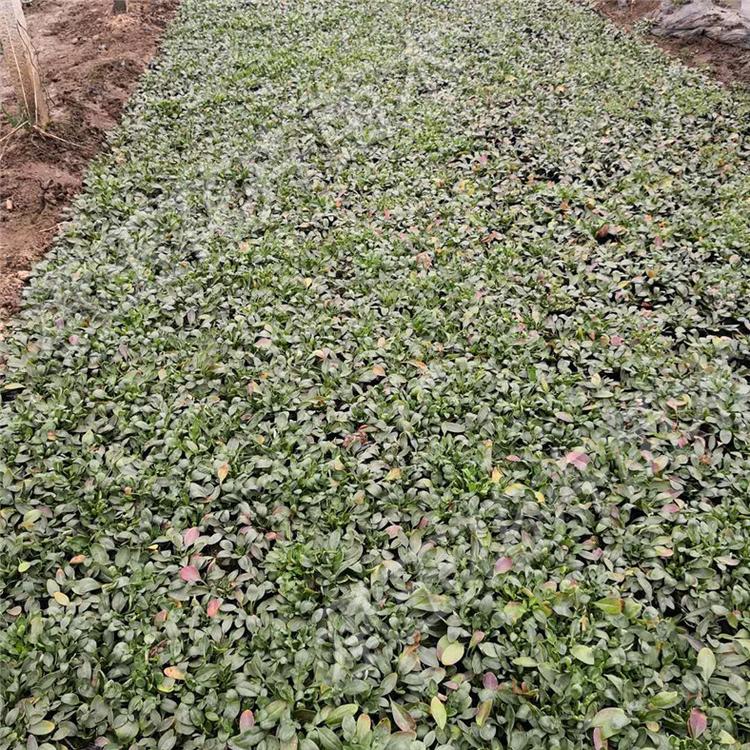 金鸡菊营养杯苗 金鸡菊阳台用苗