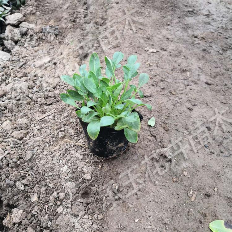 金鸡菊营养钵苗 金鸡菊绿化用苗