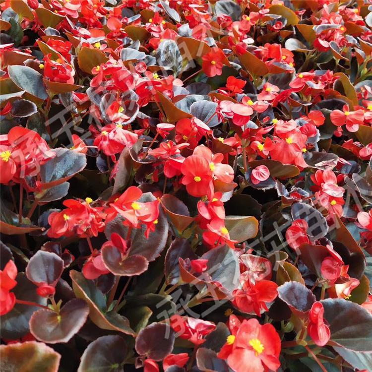 四季海棠种植基地 四季海棠观赏植物