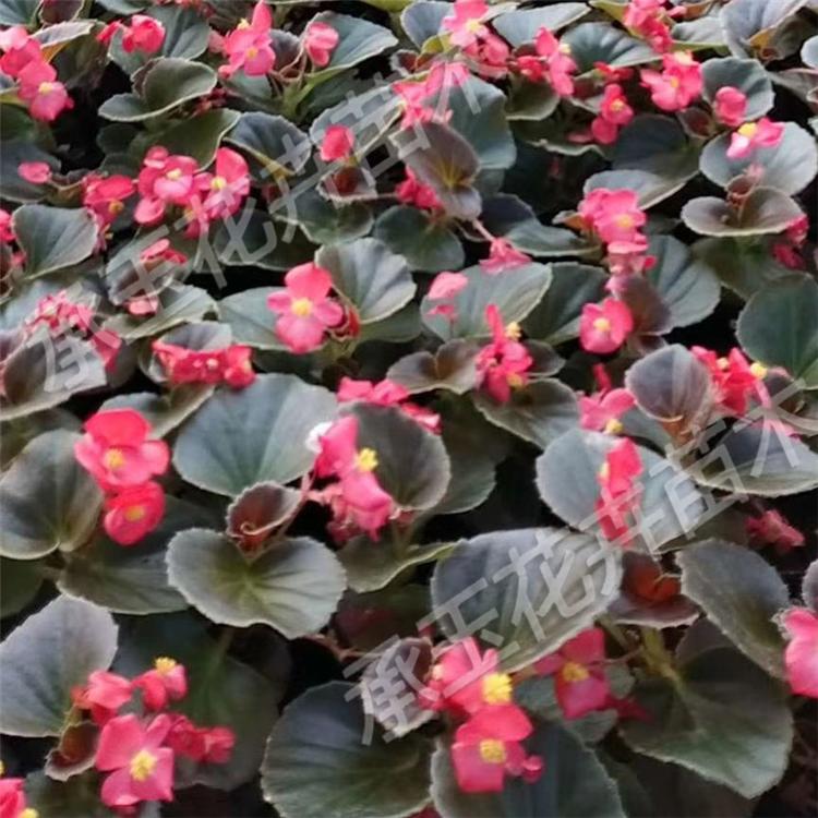 四季海棠种植基地 四季海棠室内花卉