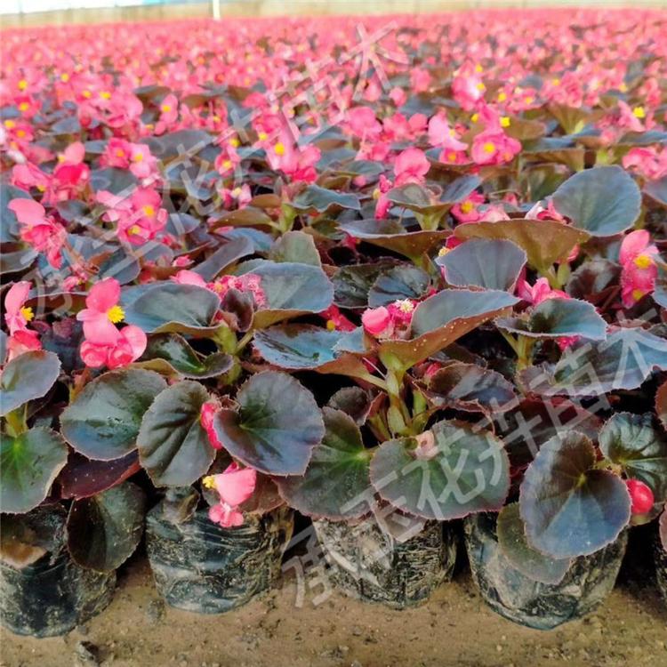 四季海棠营养钵苗 四季海棠花海草花
