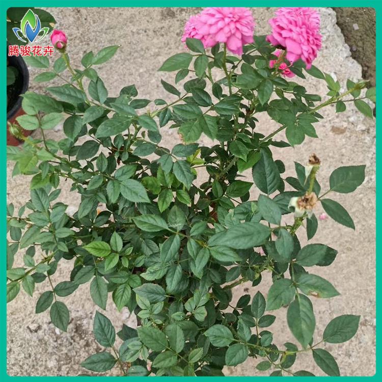 多色花朵欧月 基地直销 山东欧月批发