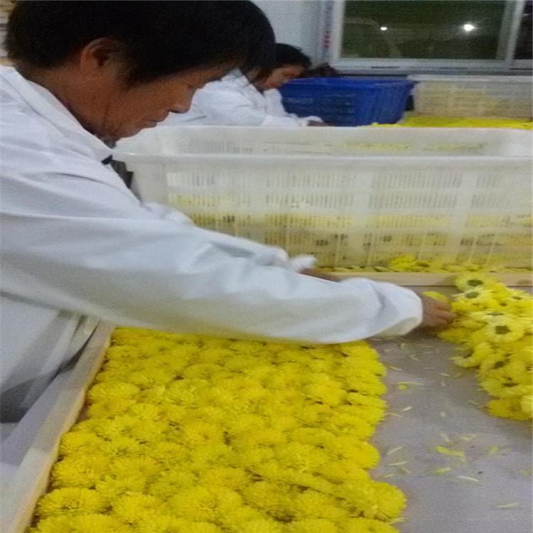 金银花烘干机 大型烘干设备批发 金银花设备厂家直销