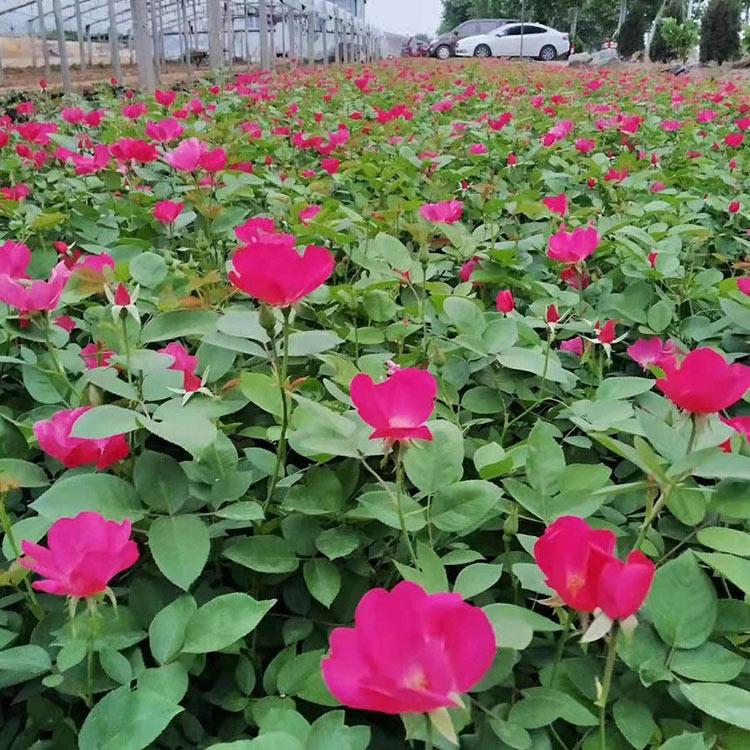 50公分丰花月季花 40公分-60公分丰花月季苗 基地供应