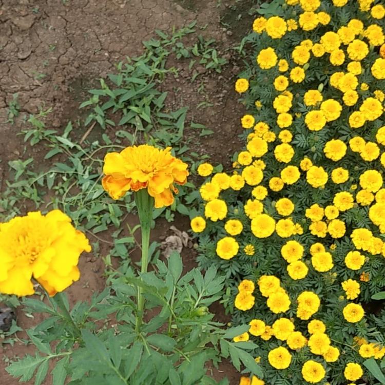 孔雀草种植基地供应杯