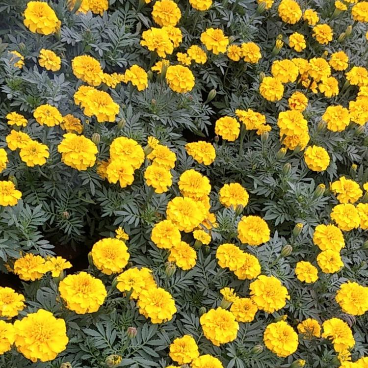 青州孔雀草种植基地价格山东孔雀草价格范围孔雀草