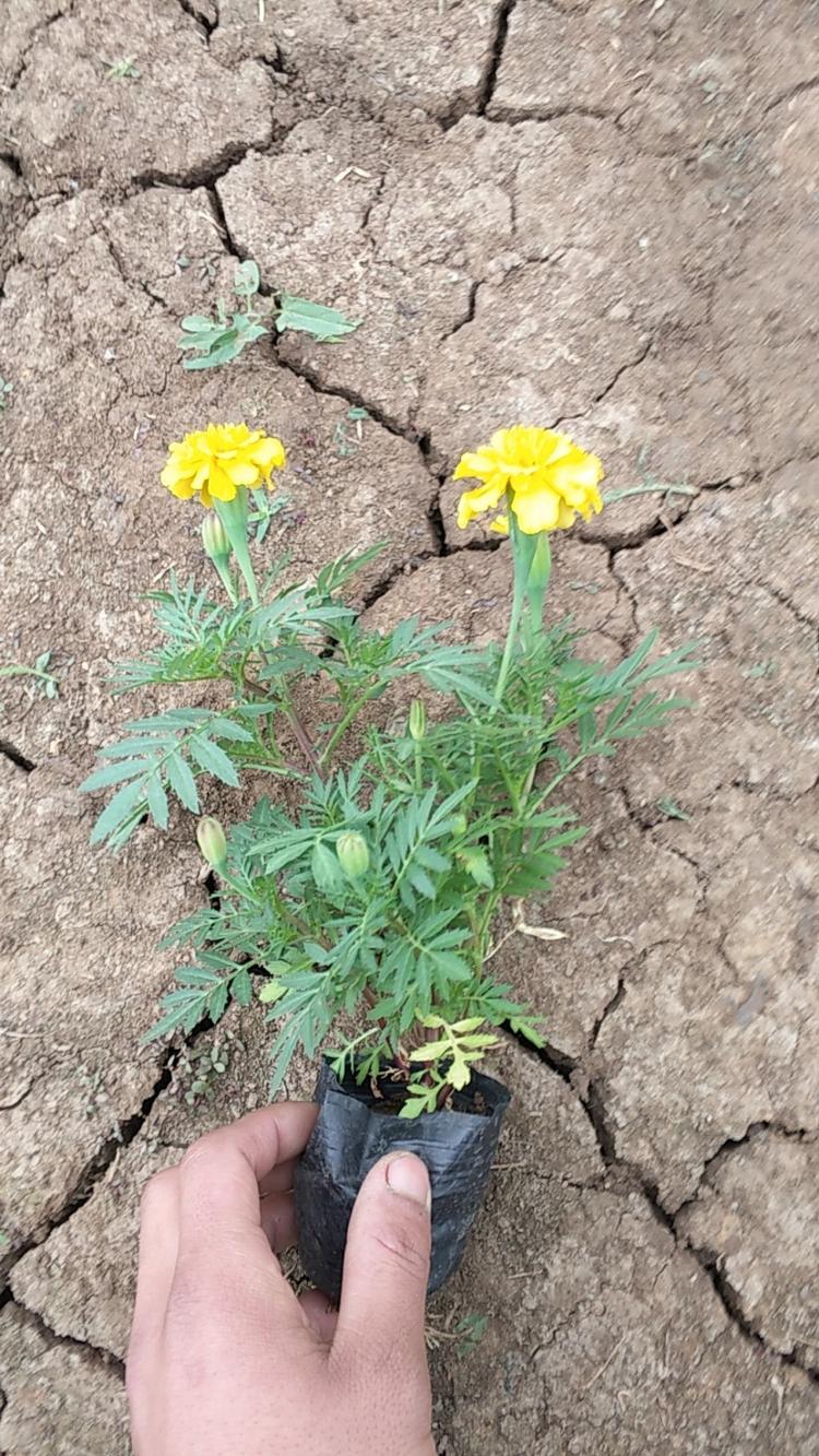 红孔雀草基地价格潍坊孔雀草价格孔雀草