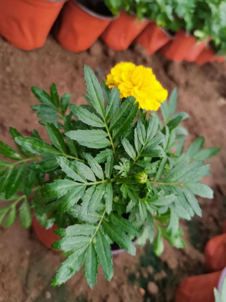孔雀草批发商山东孔雀草报价
