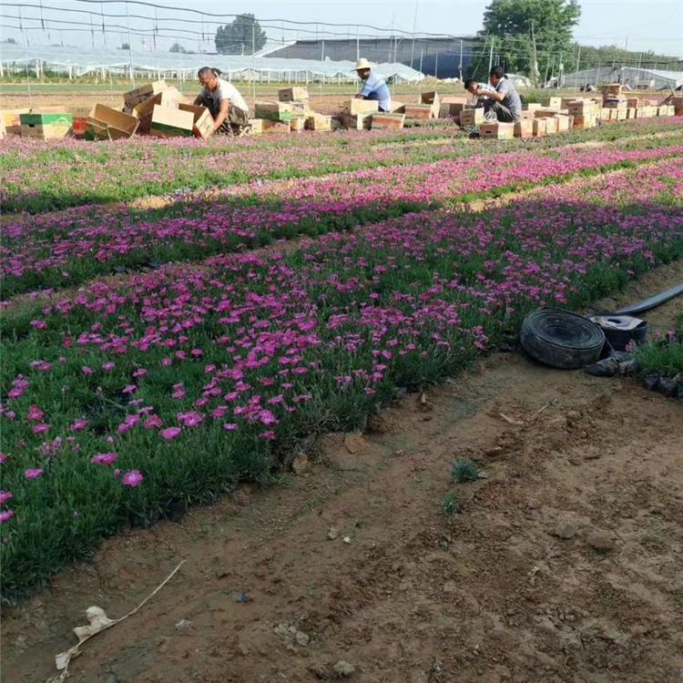 欧润 欧石竹苗子 观赏欧石竹 基地直销