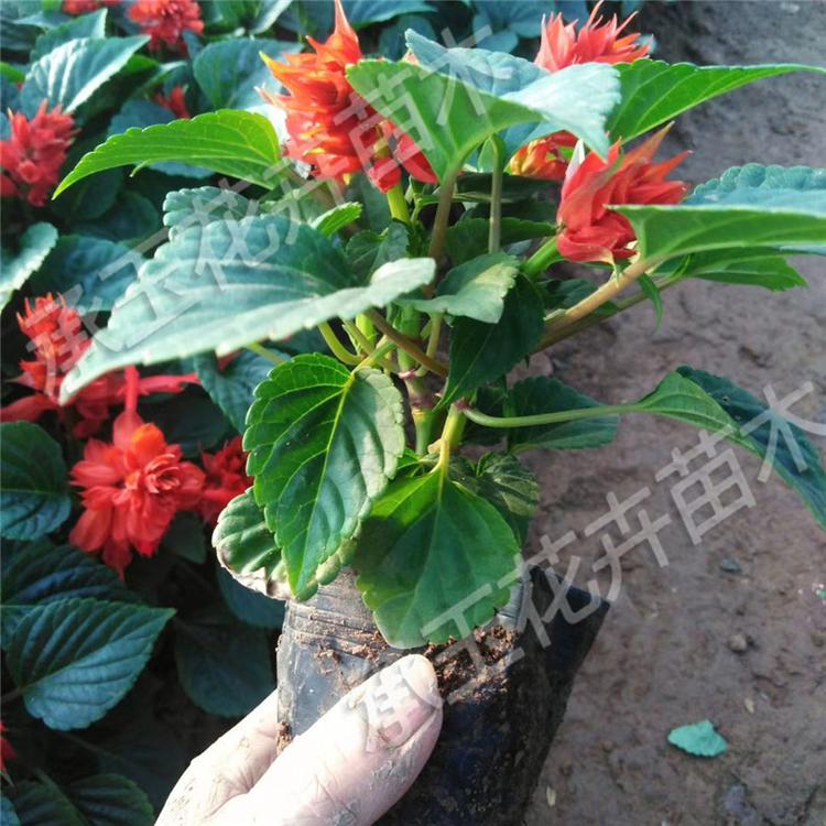 一串红种苗 一串红生态园用苗 工地用苗