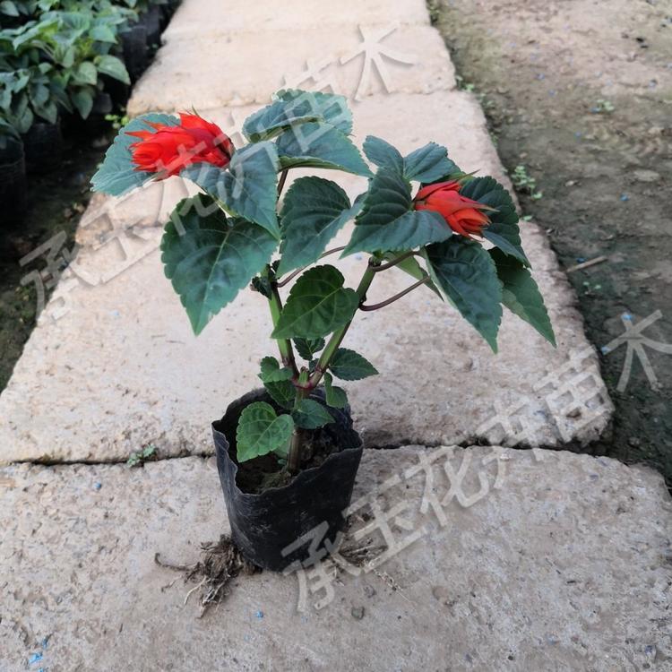 一串红花卉基地 一串红阳台用苗