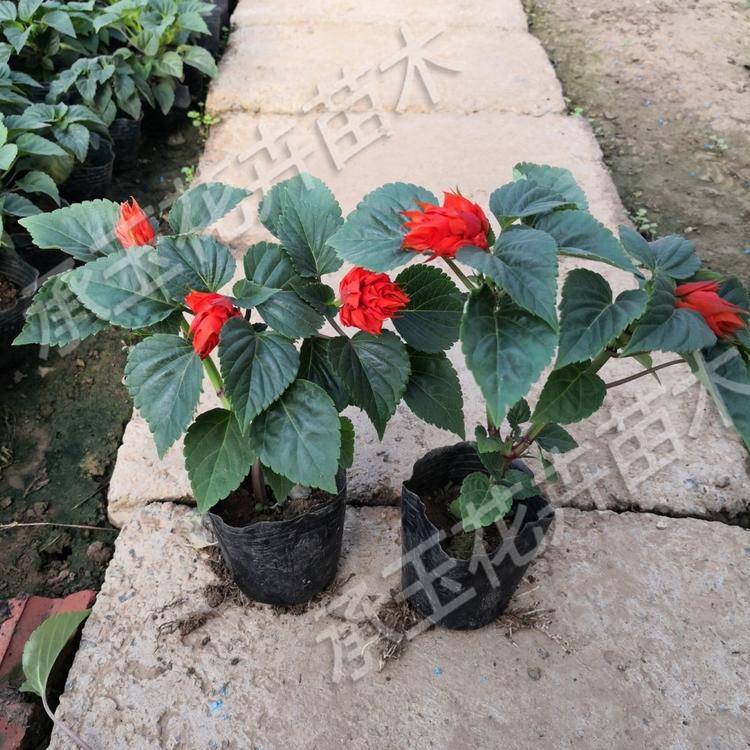 一串红幼苗 一串红花海用苗 国庆草花批发