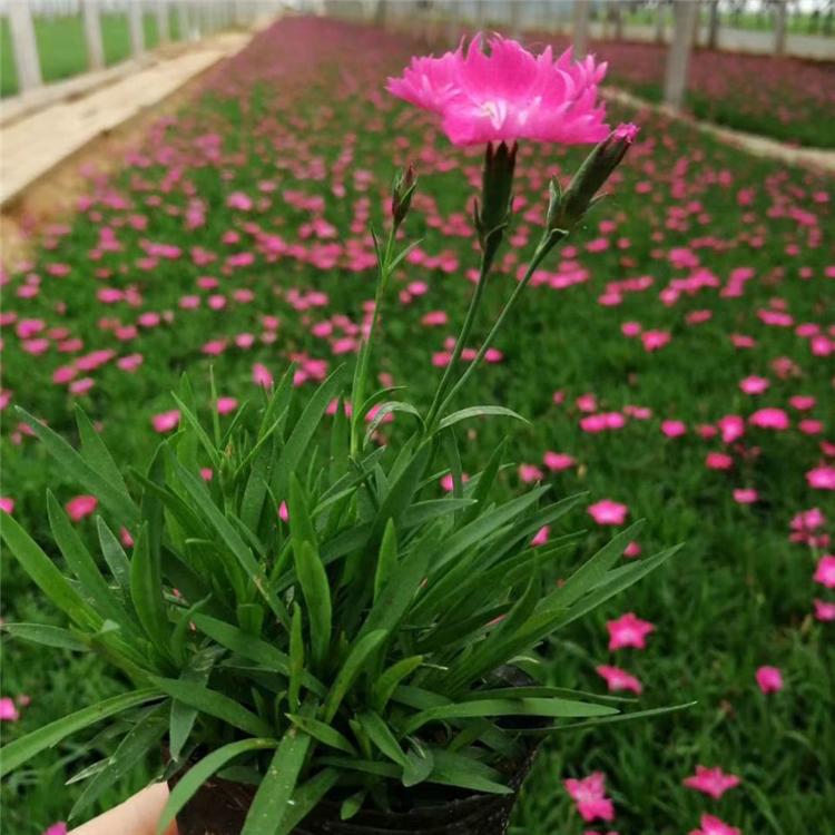 欧润 欧石竹开花草坪 白花欧石竹 量大价优