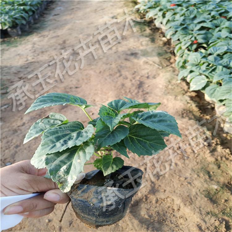 一串红花卉 一串红地被草花 国庆花卉