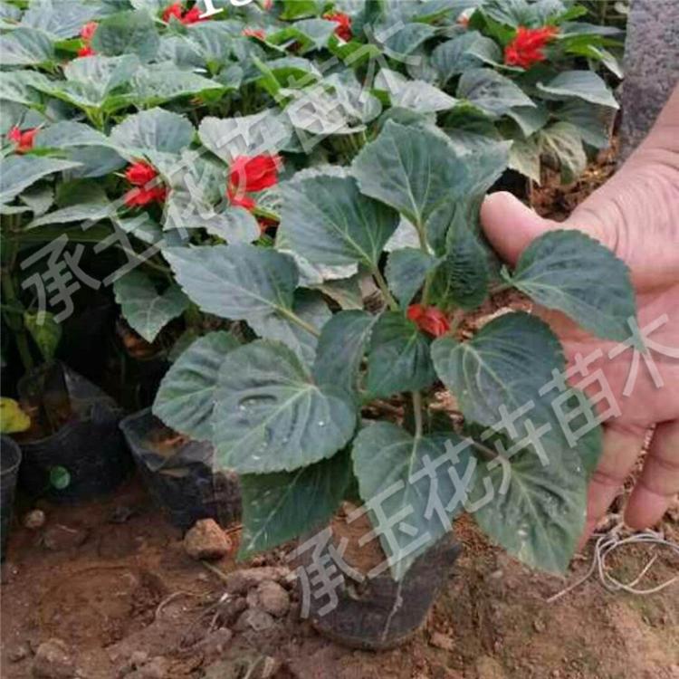 一串红种苗 一串红花海草花