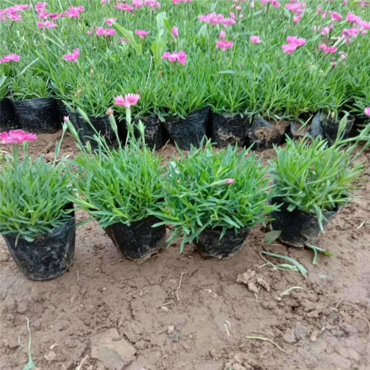 欧润 观赏花卉欧石竹 欧石竹耐寒宿根 多种规格