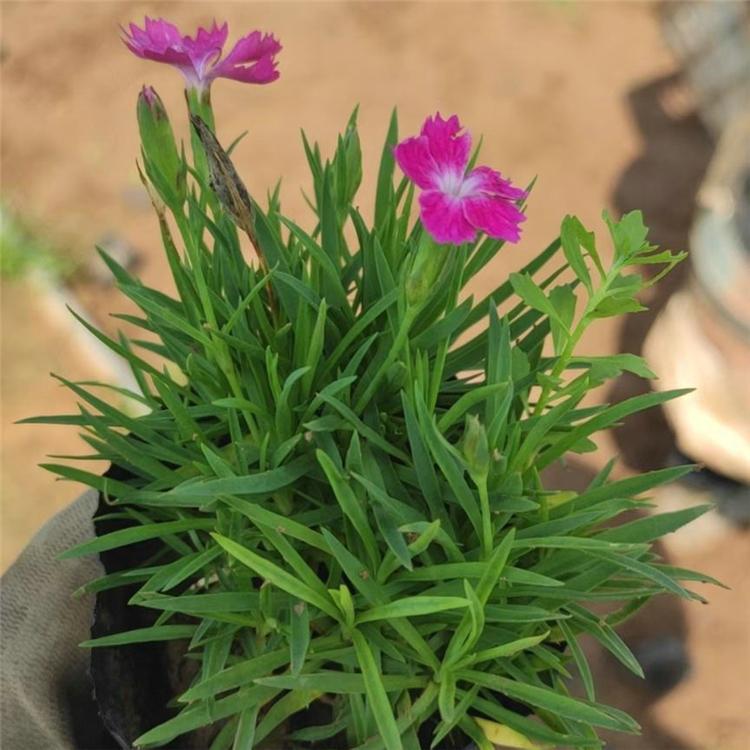 欧润 绿化用欧石竹 草花欧石竹 颗球饱满
