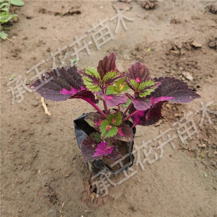 彩叶草工程苗 彩叶草花海用苗